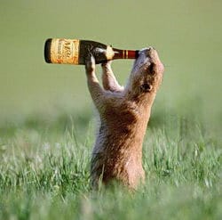 pivo1