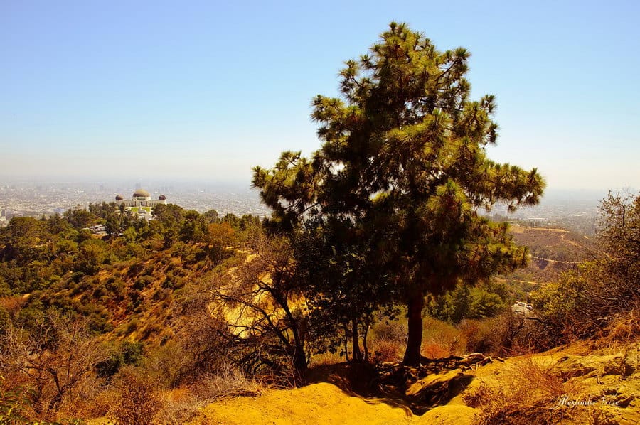 Hollywood