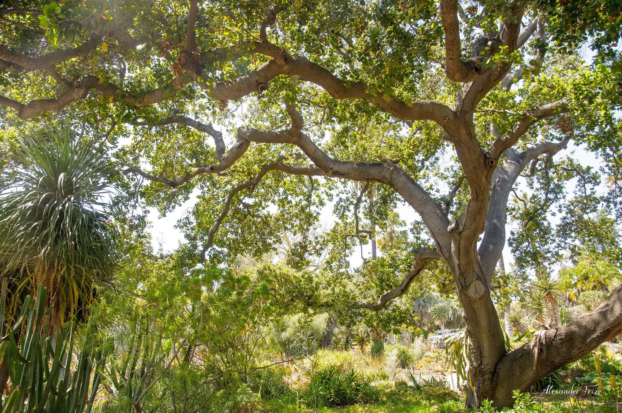 Huntington library