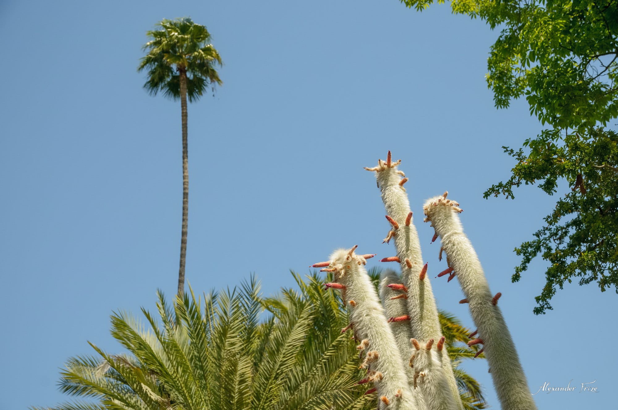 Huntington library