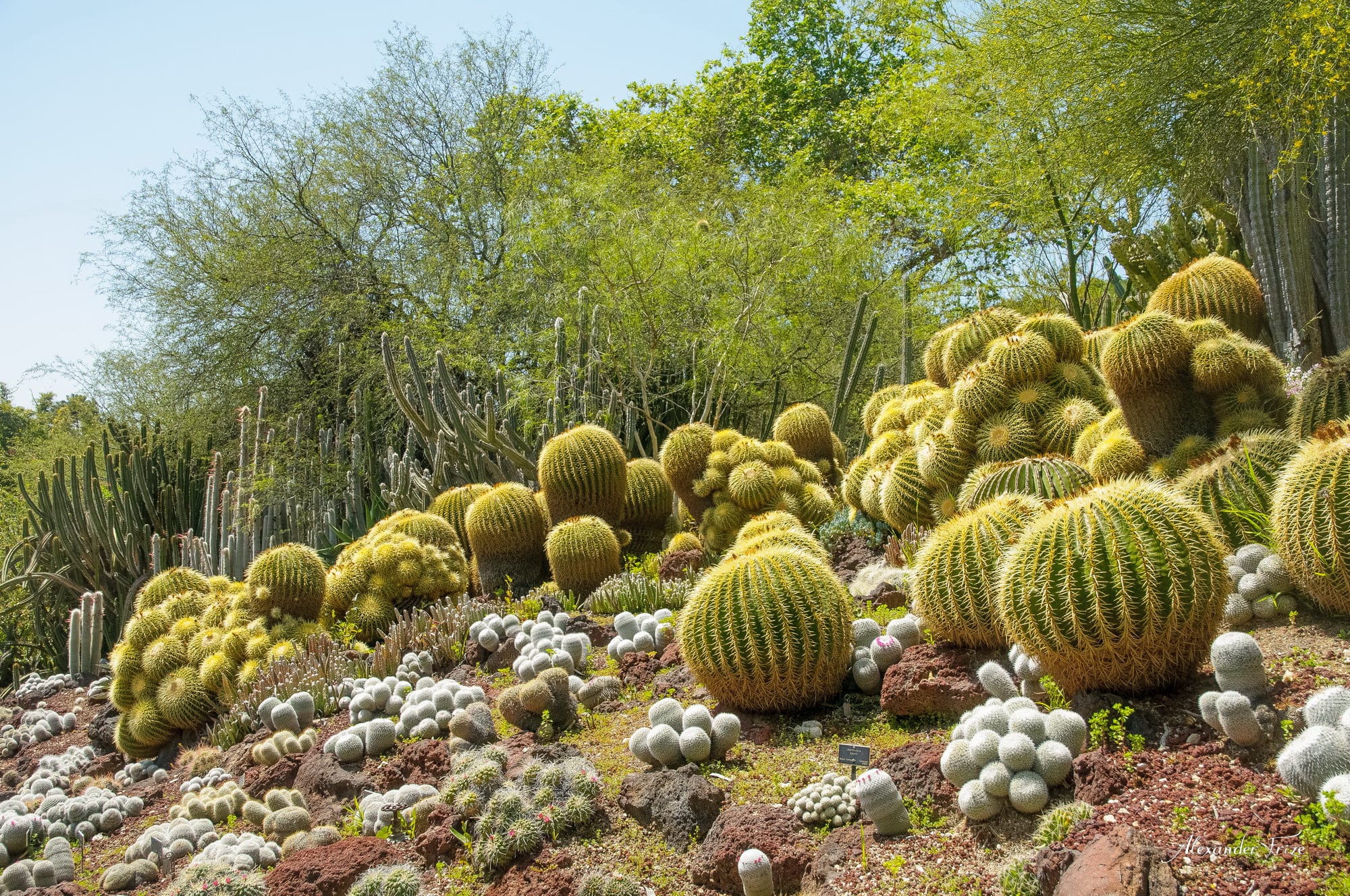Huntington library