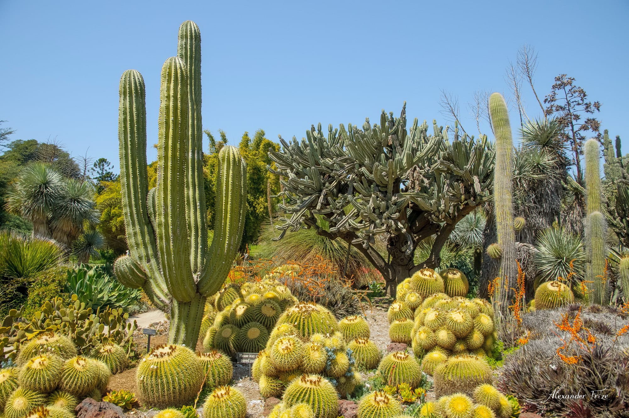 Huntington library