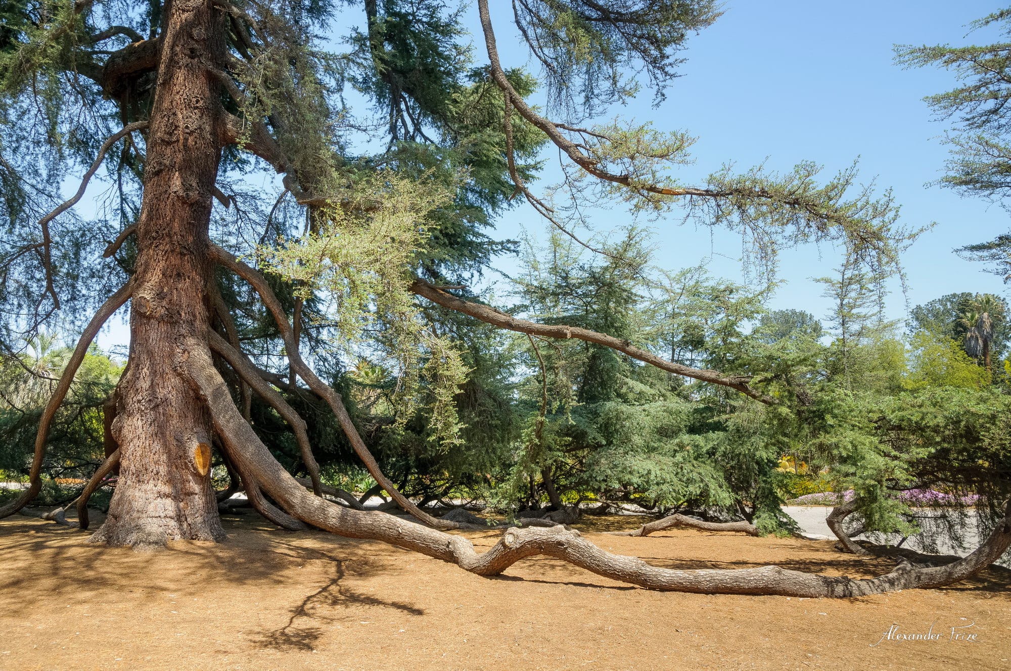 Huntington library