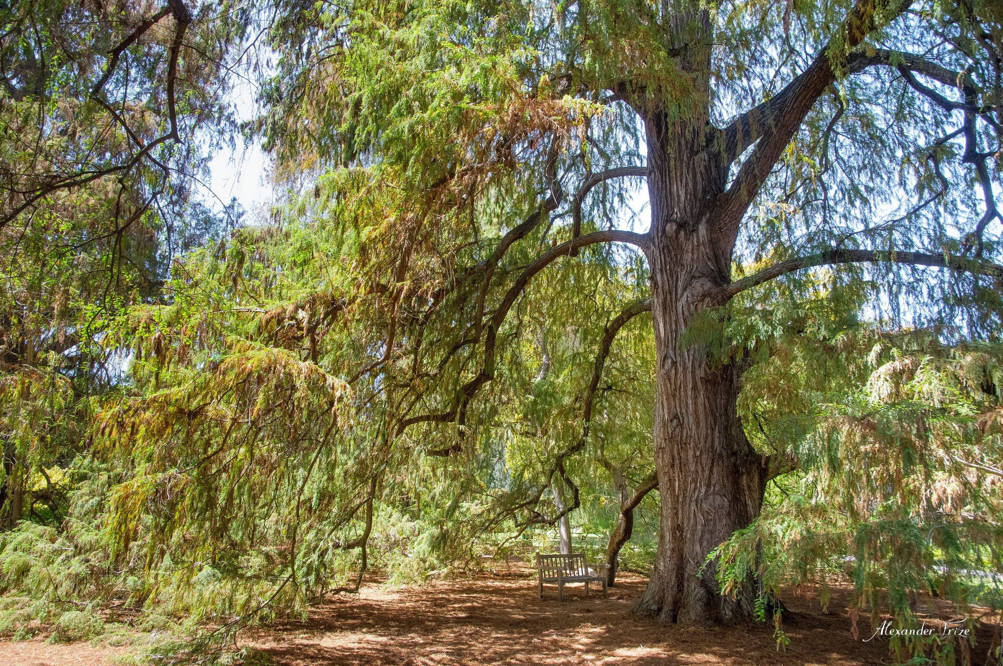 Huntington library