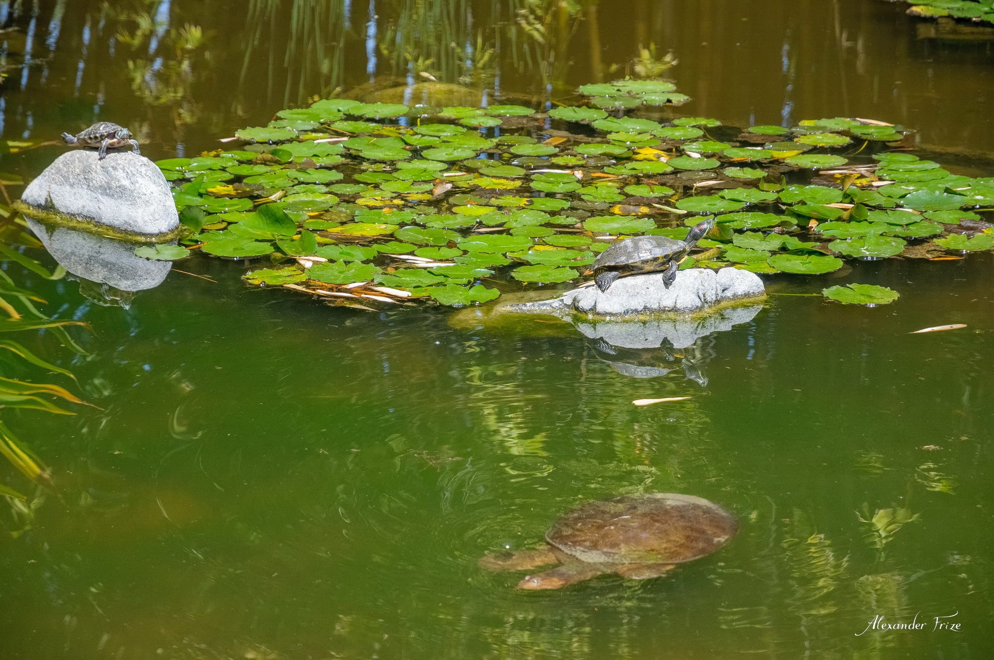 Huntington library