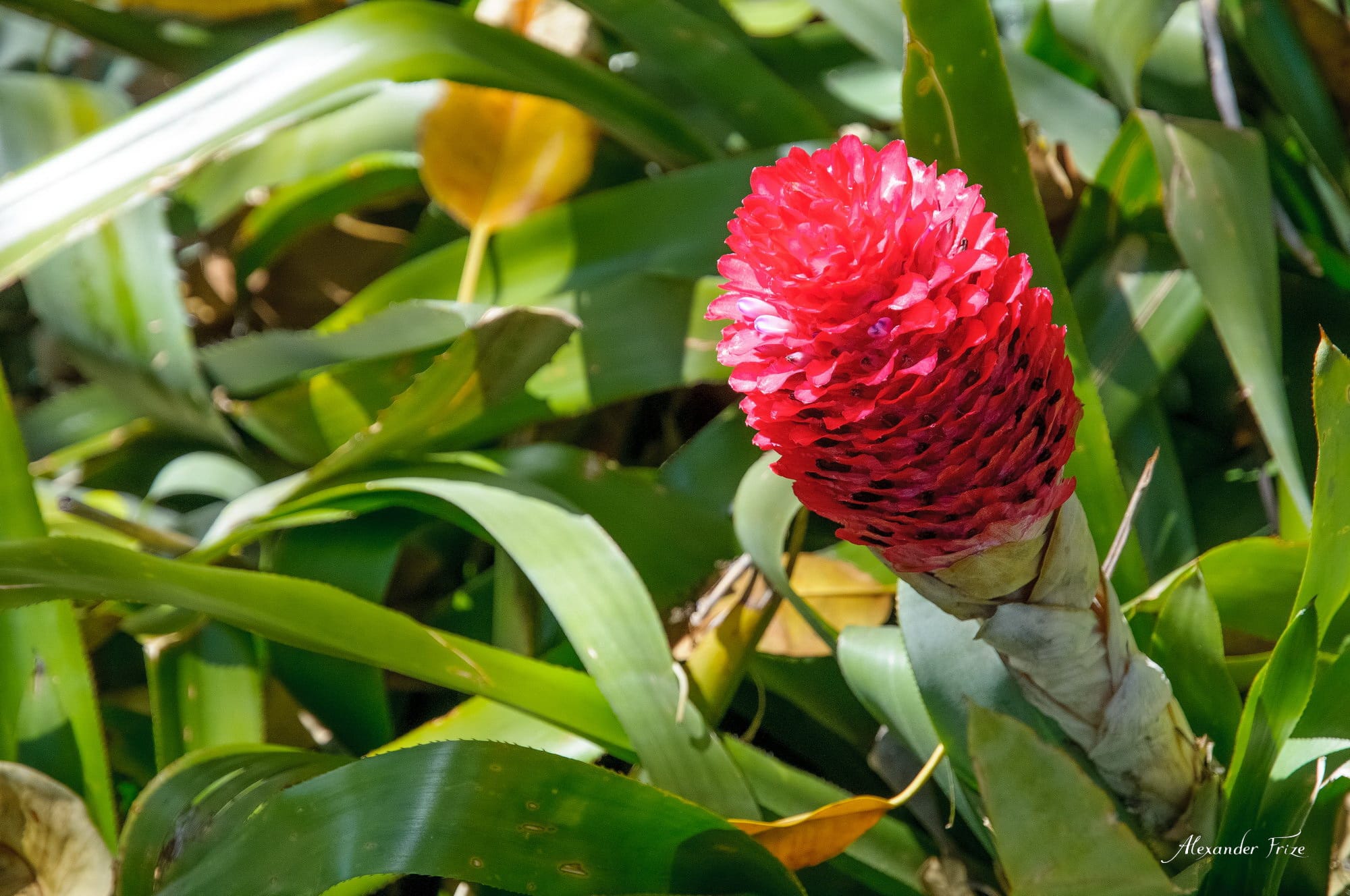 Huntington library