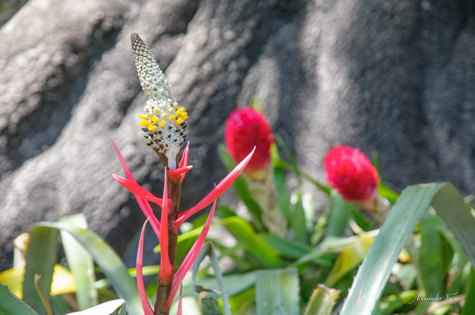 Huntington library