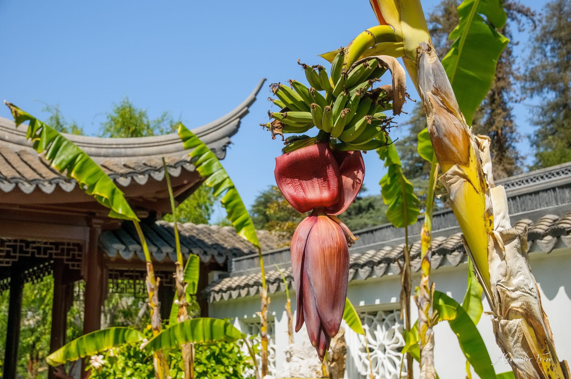 Huntington library