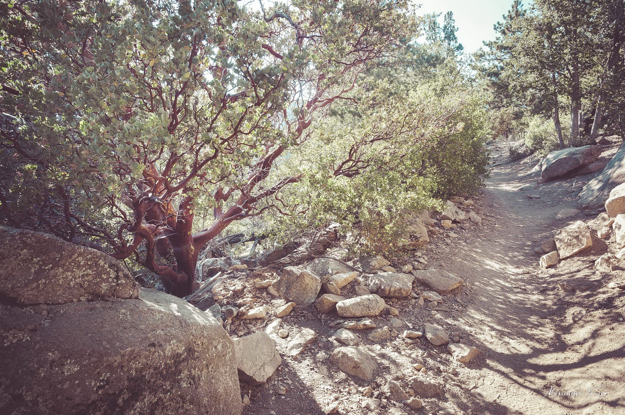 Idyllwild-2016
