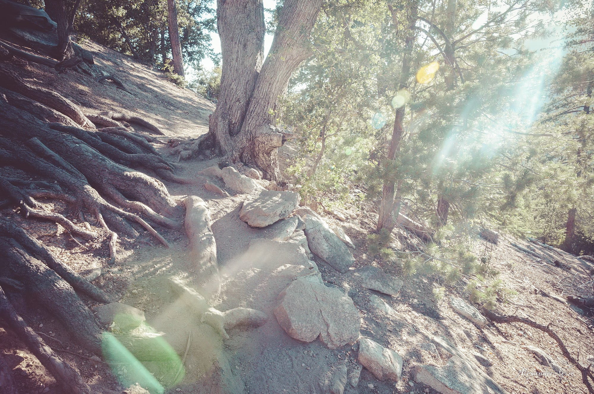 Idyllwild-2016