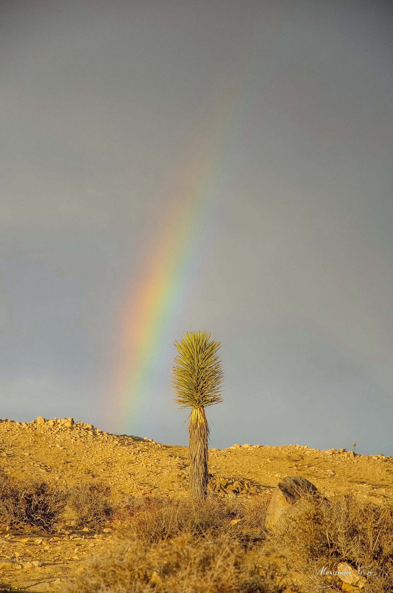 Joshua Tree