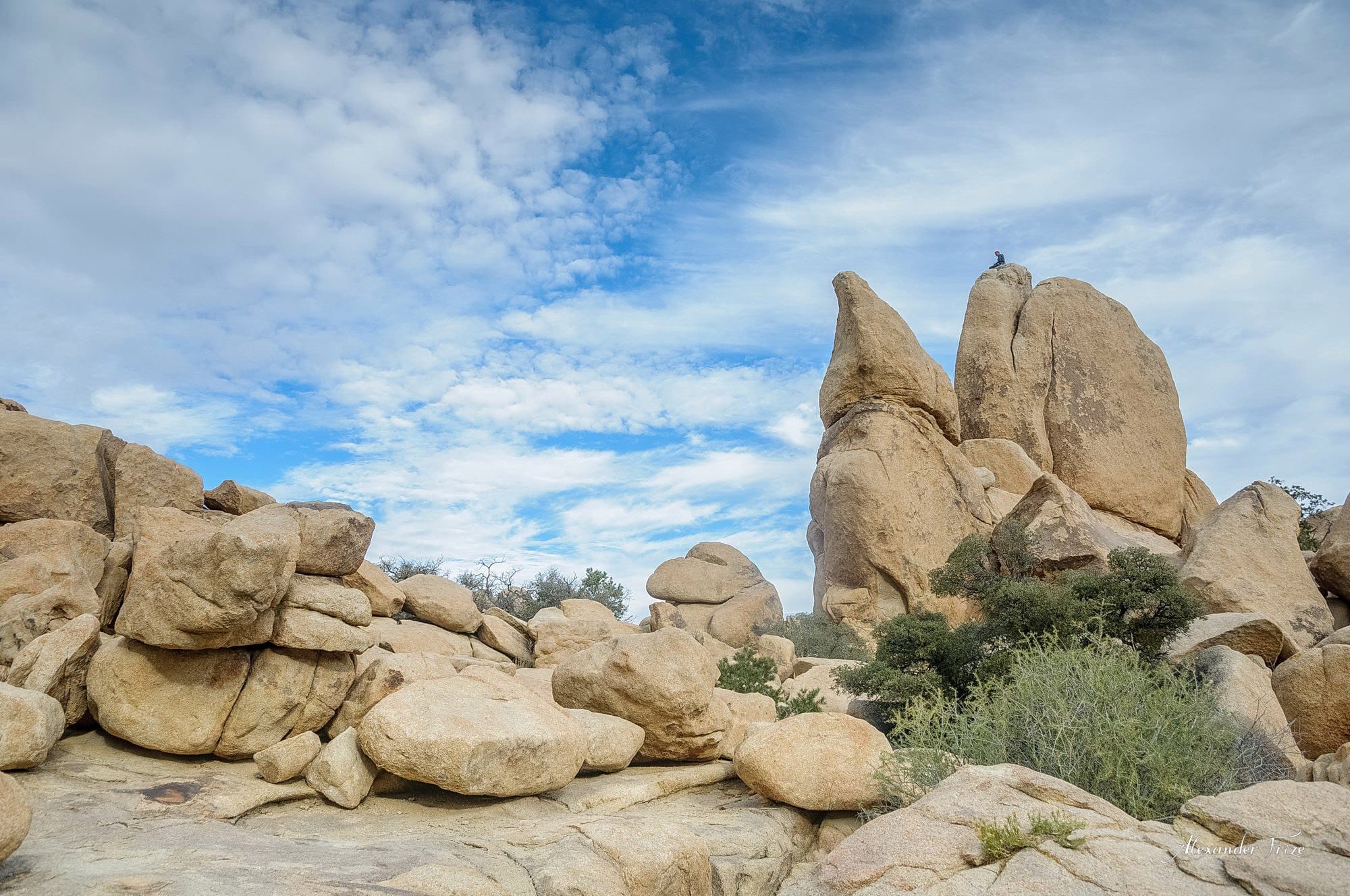 Joshua Tree