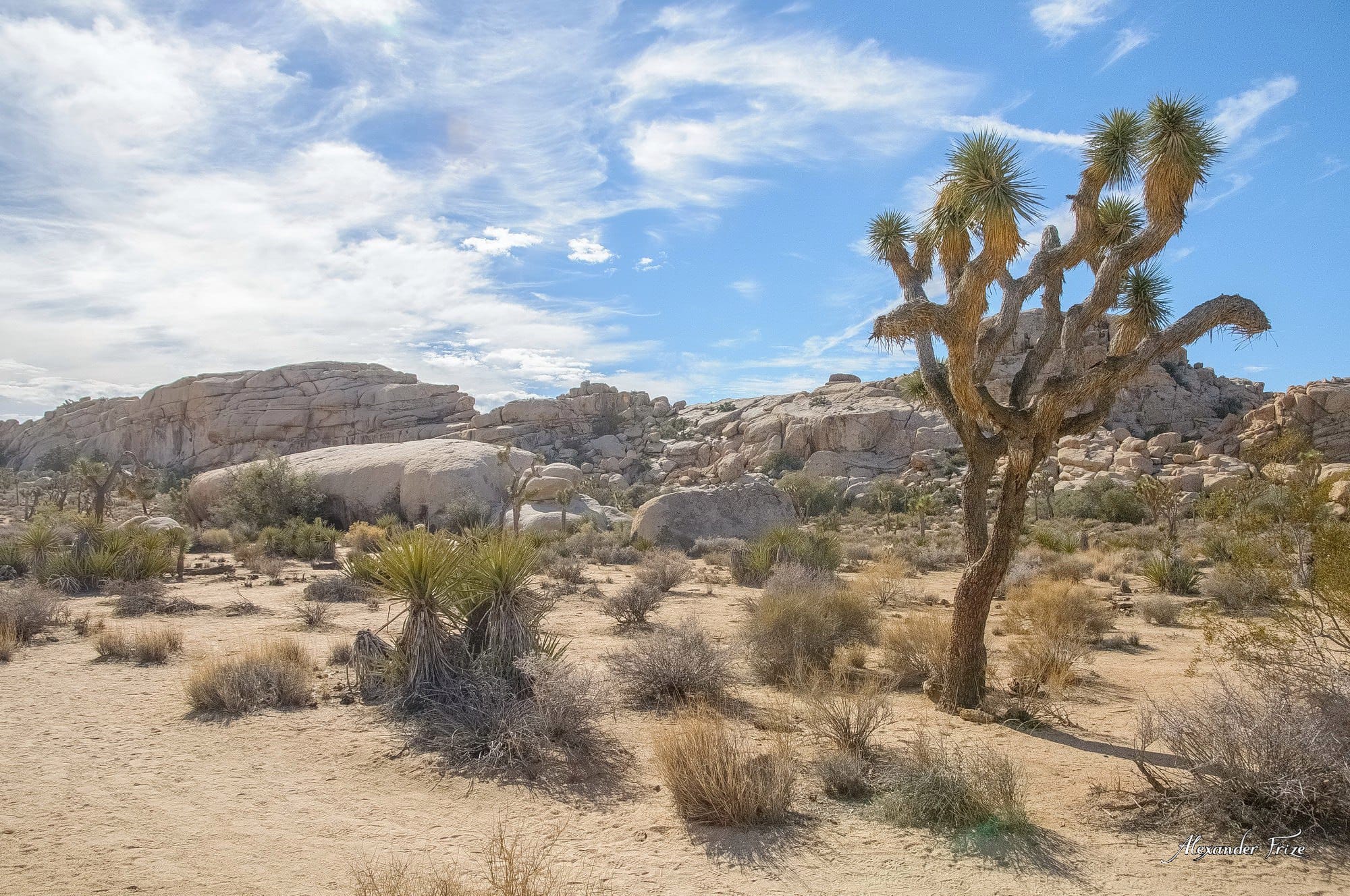 Joshua Tree