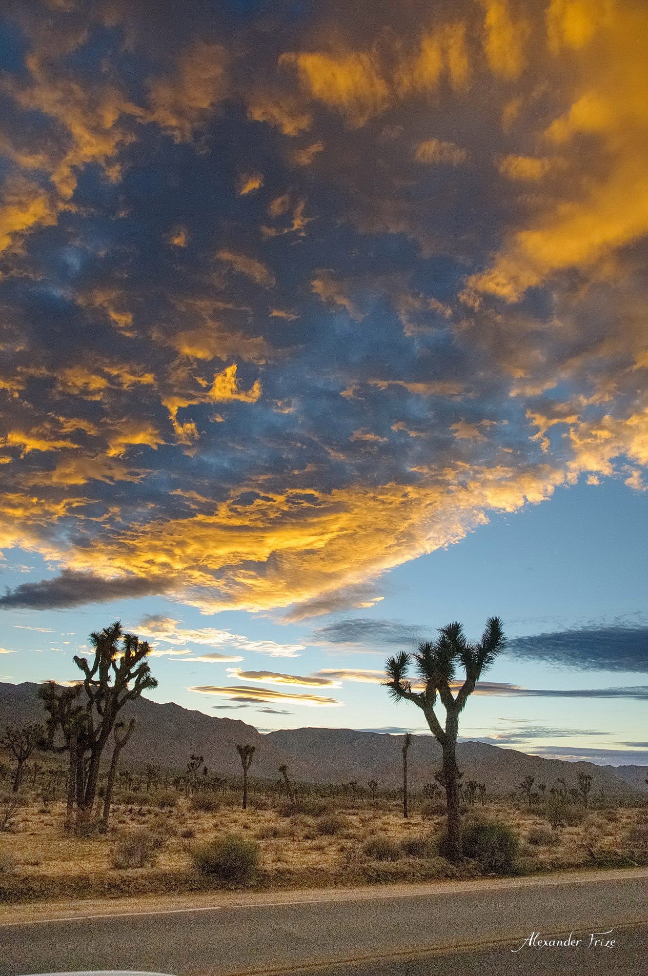 Joshua Tree