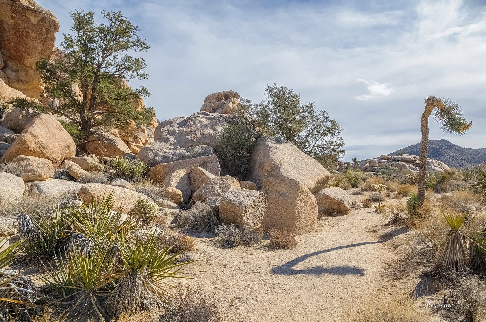Joshua Tree