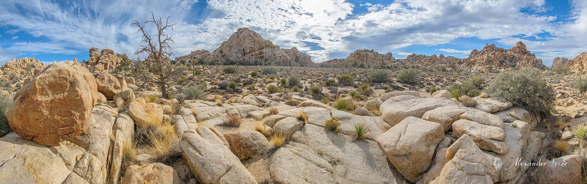 Joshua Tree