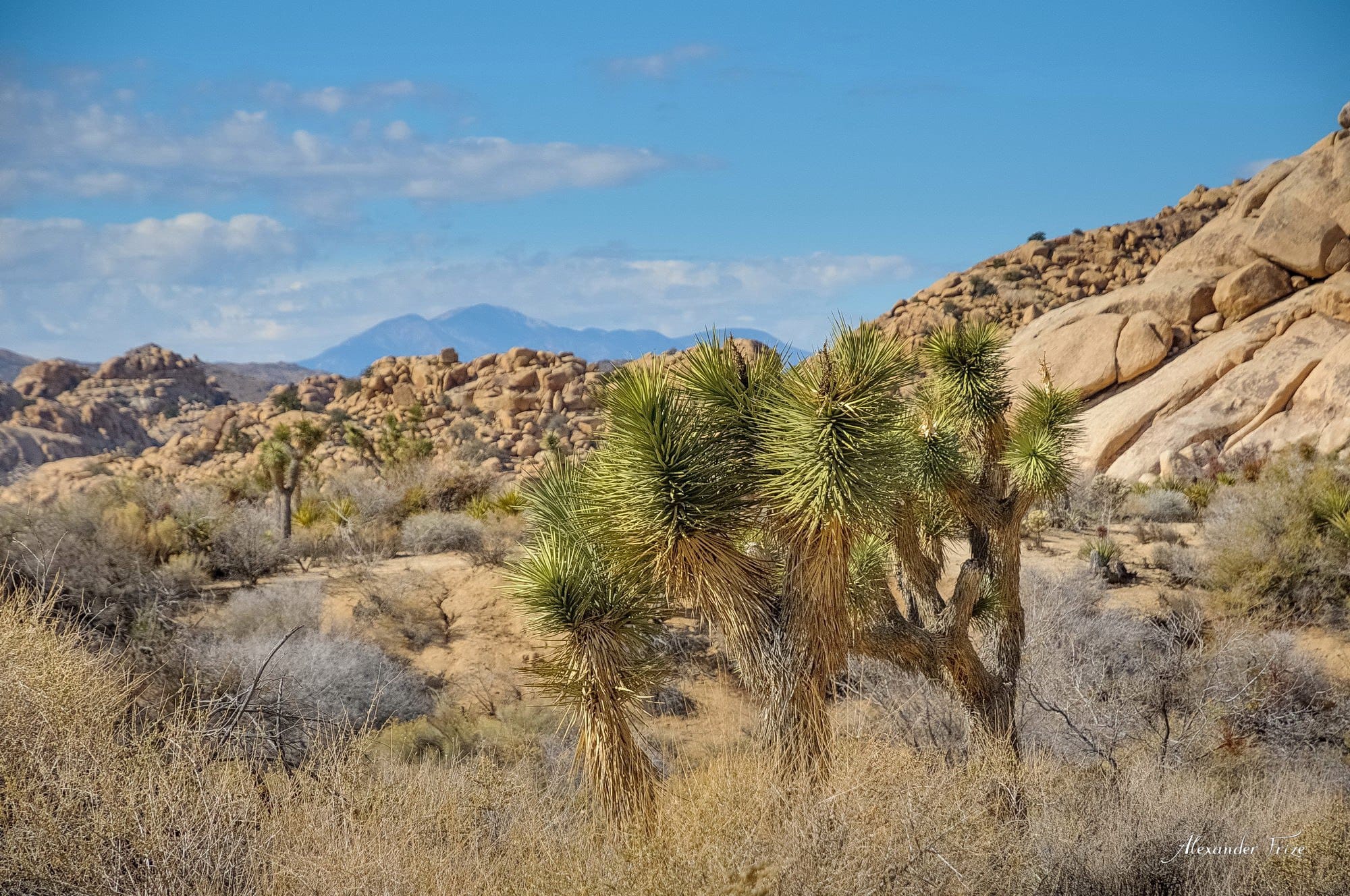 Joshua Tree