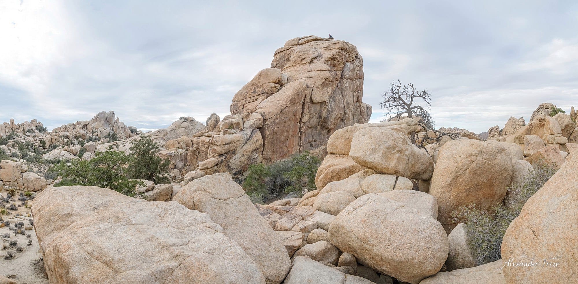 Joshua Tree