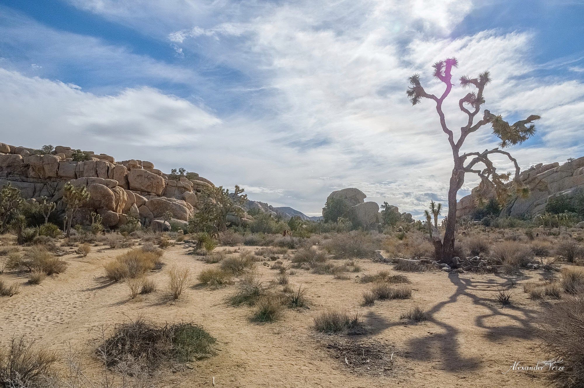 Joshua Tree