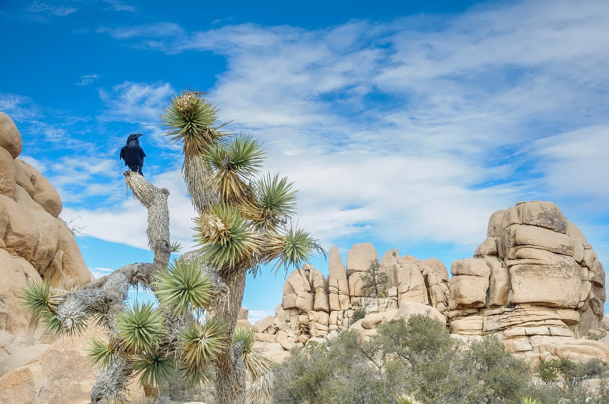 Joshua Tree