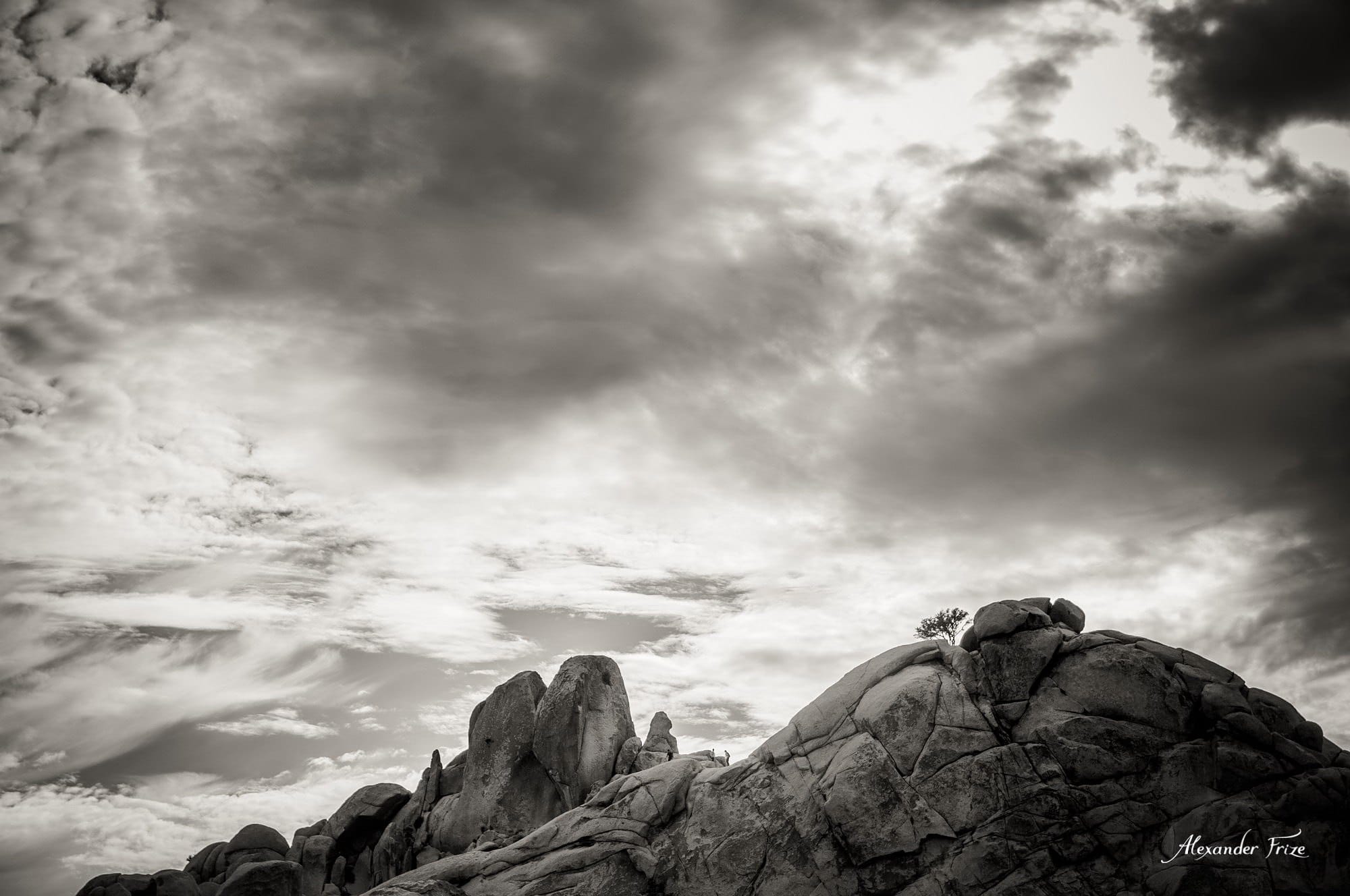 Joshua Tree