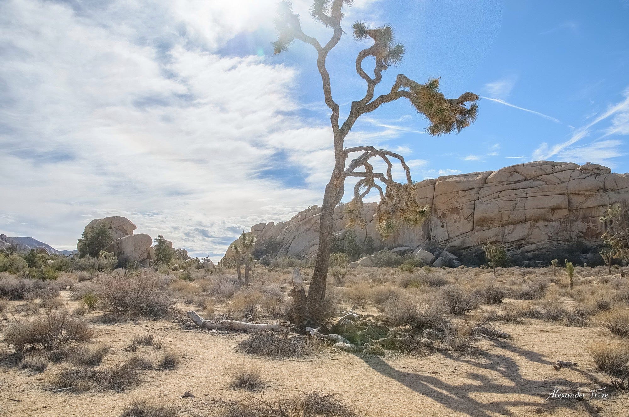 Joshua Tree