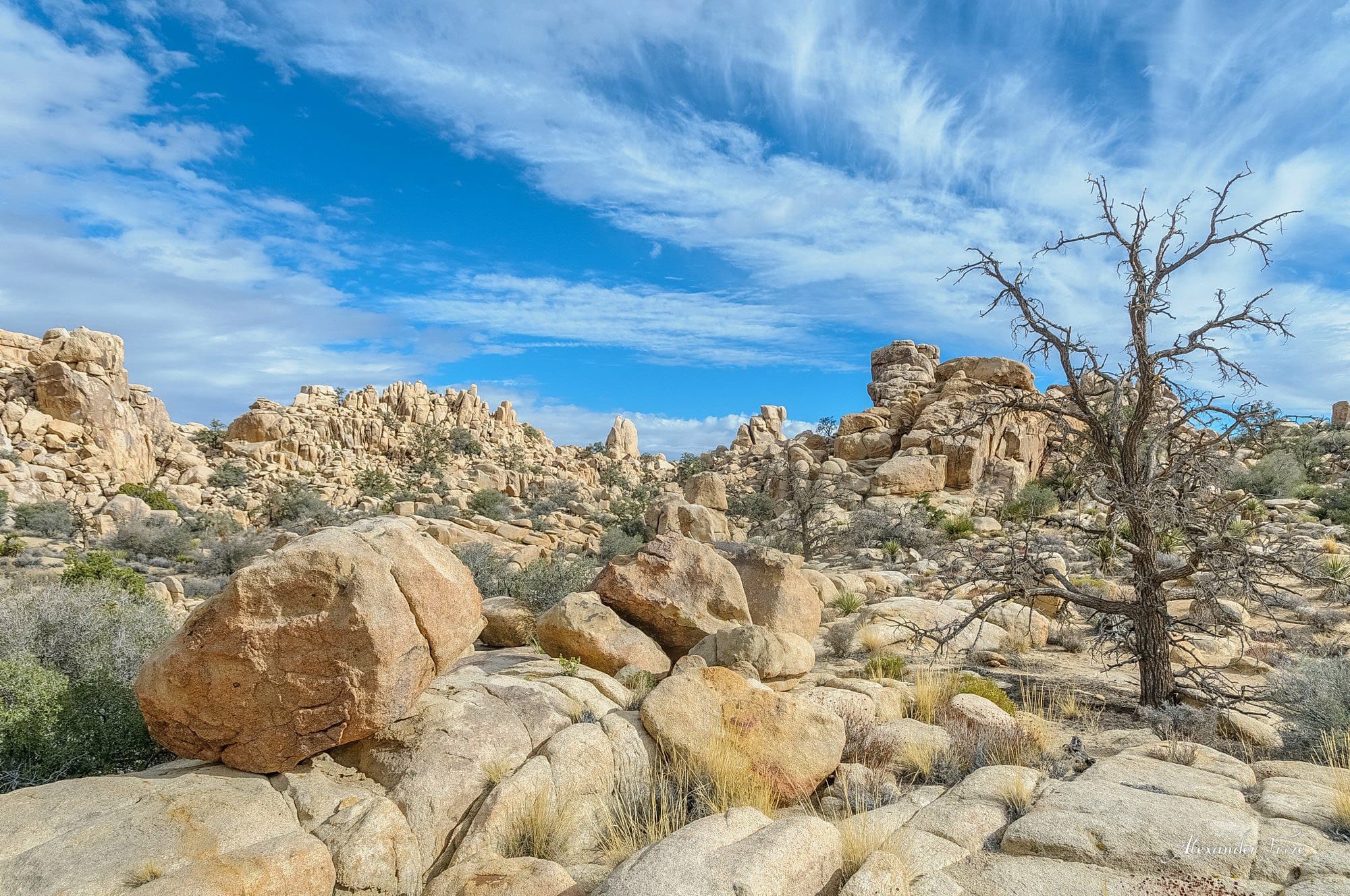 Joshua Tree