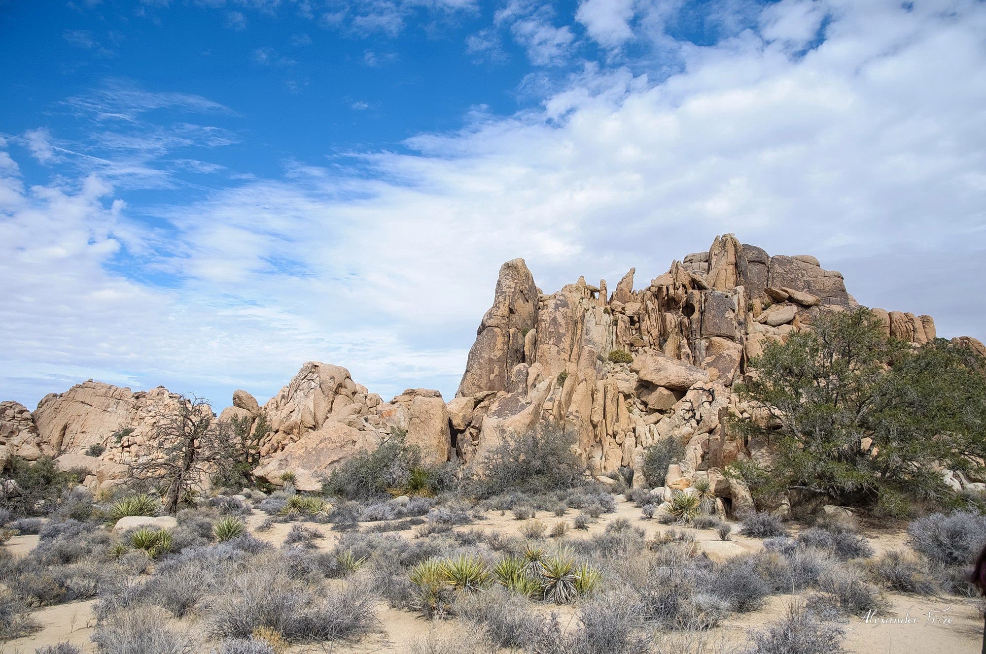 Joshua Tree