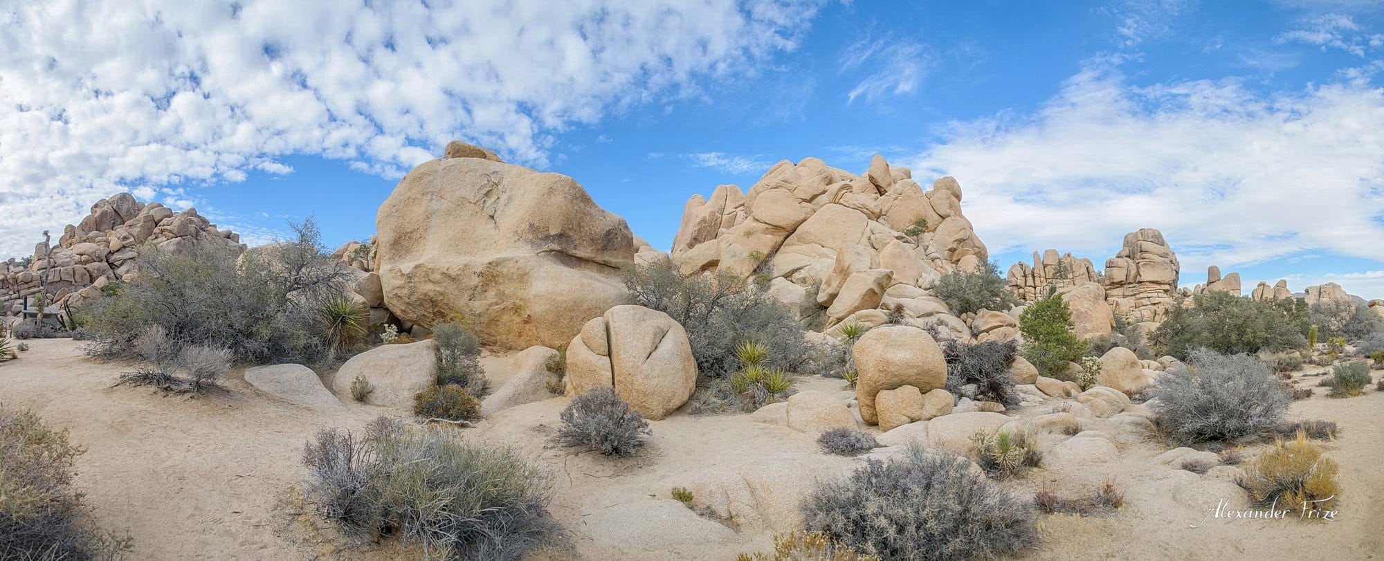 Joshua Tree