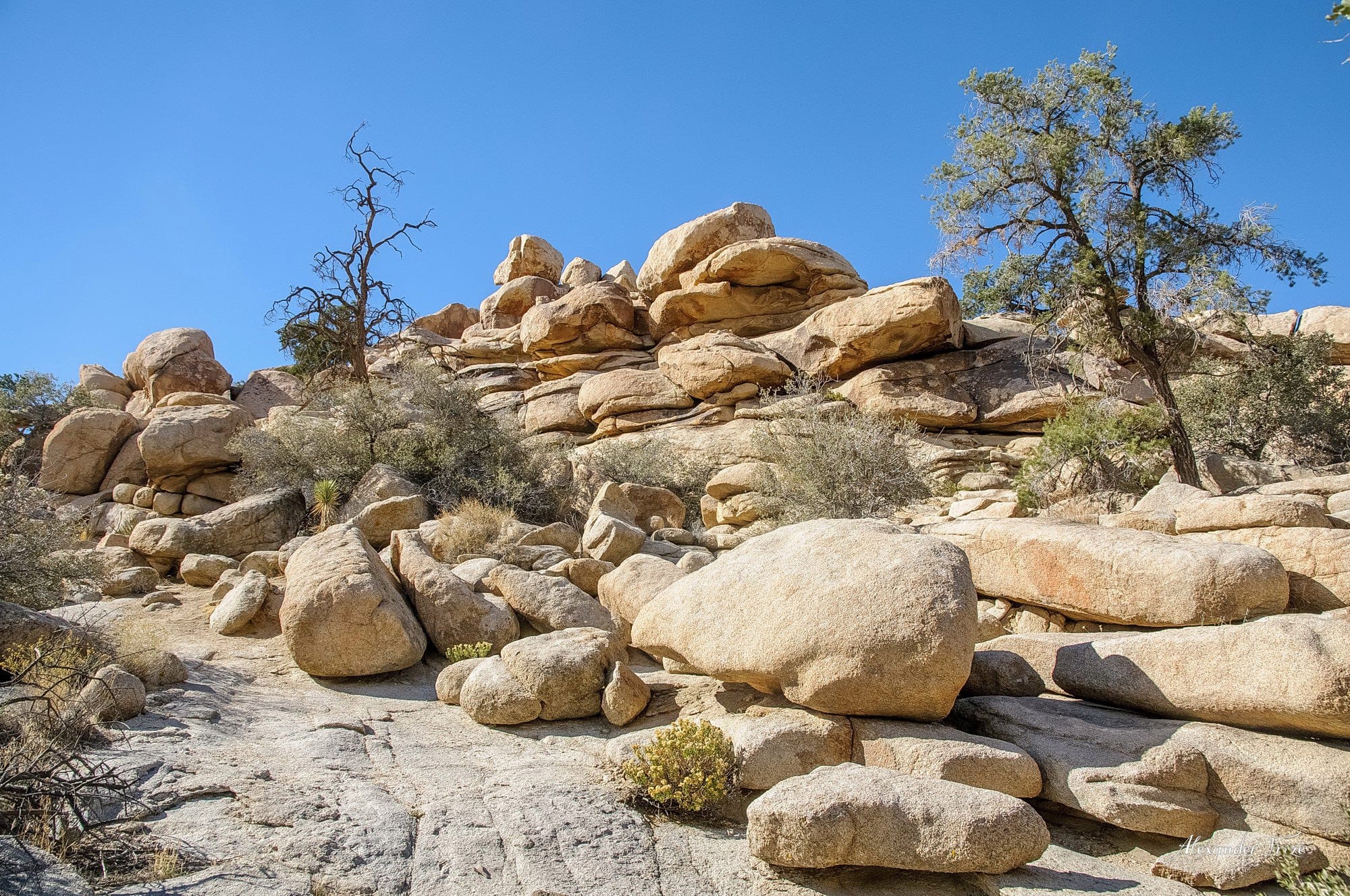 Joshua Tree