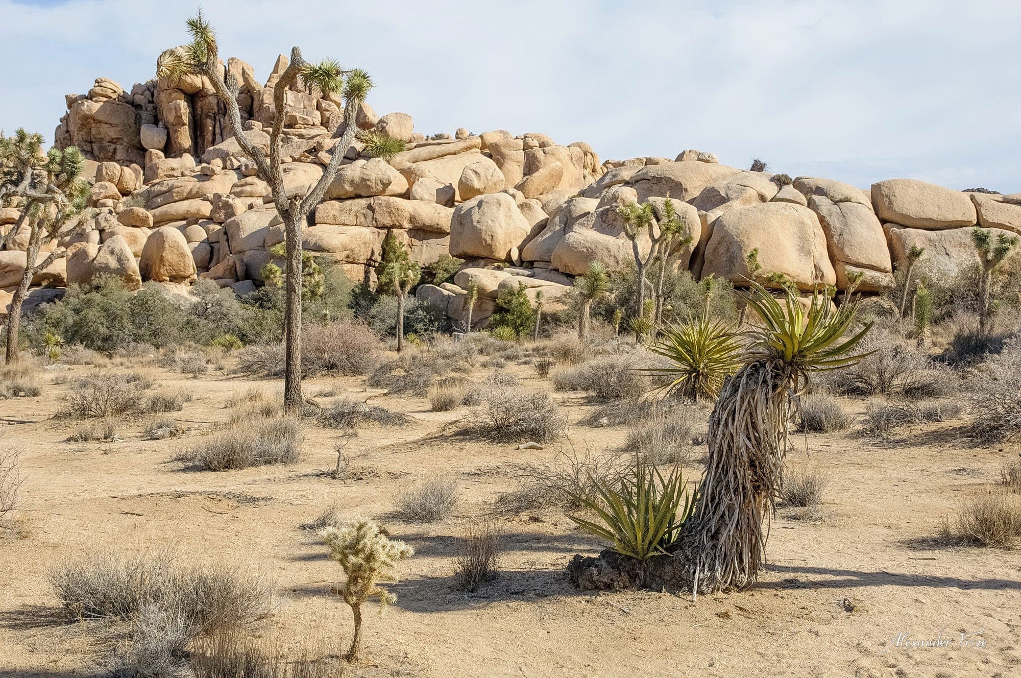Joshua Tree