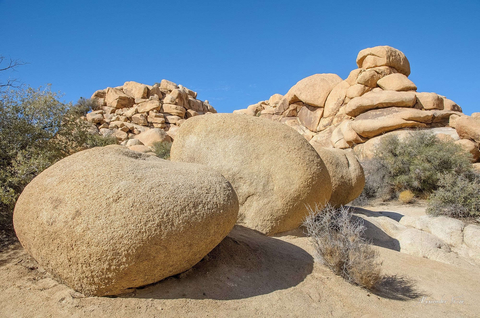 Joshua Tree