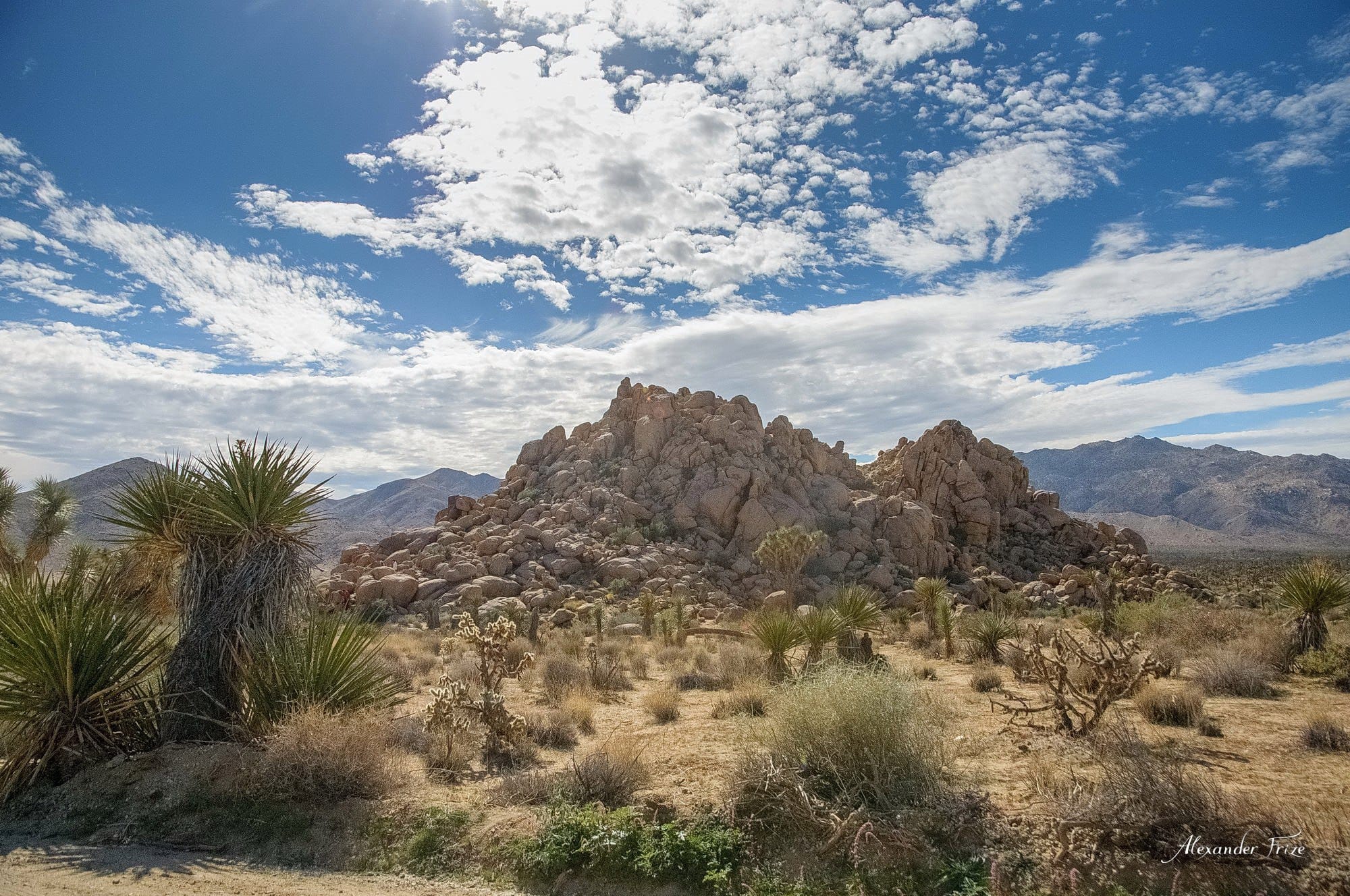 Joshua Tree