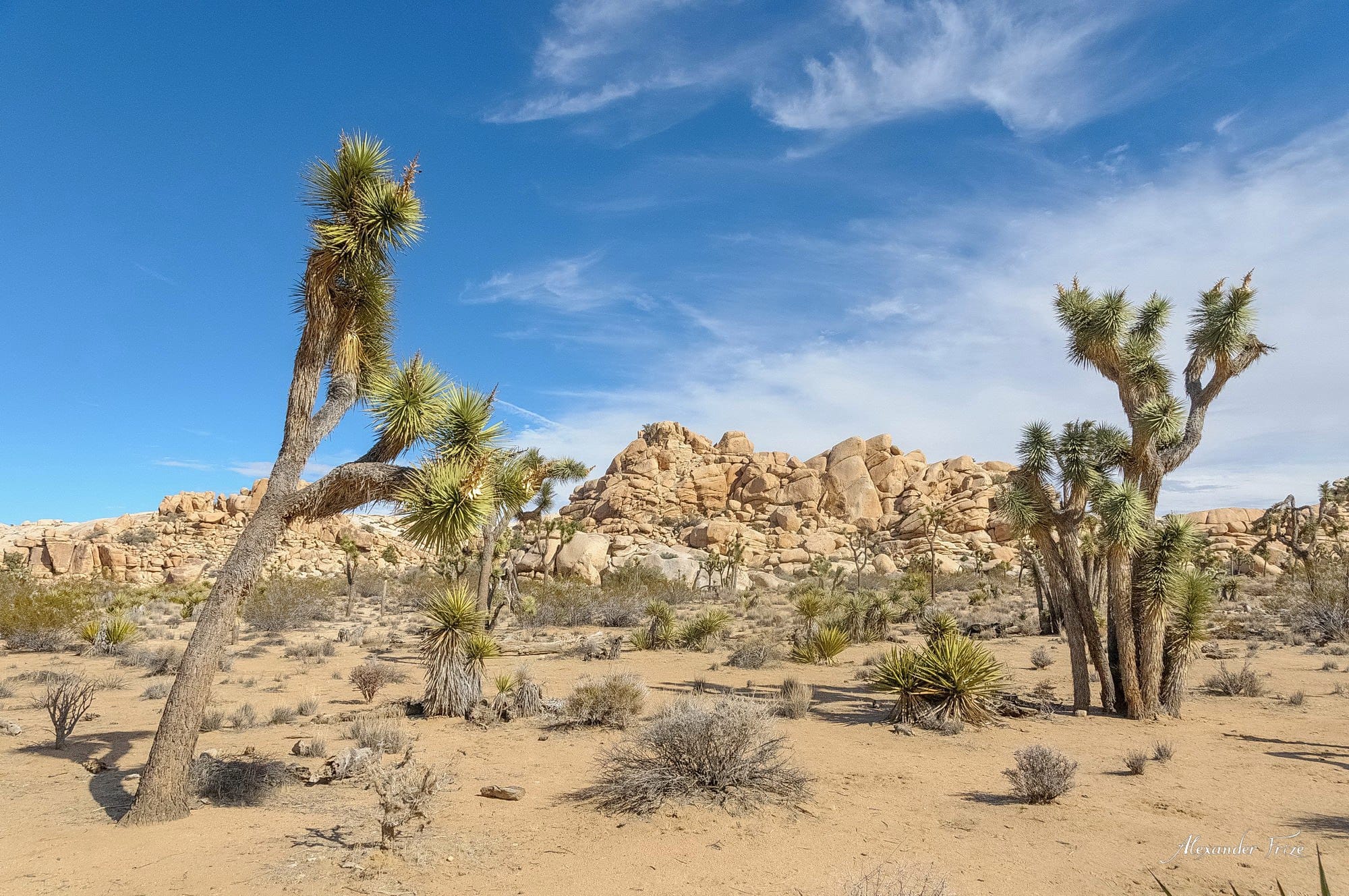 Joshua Tree