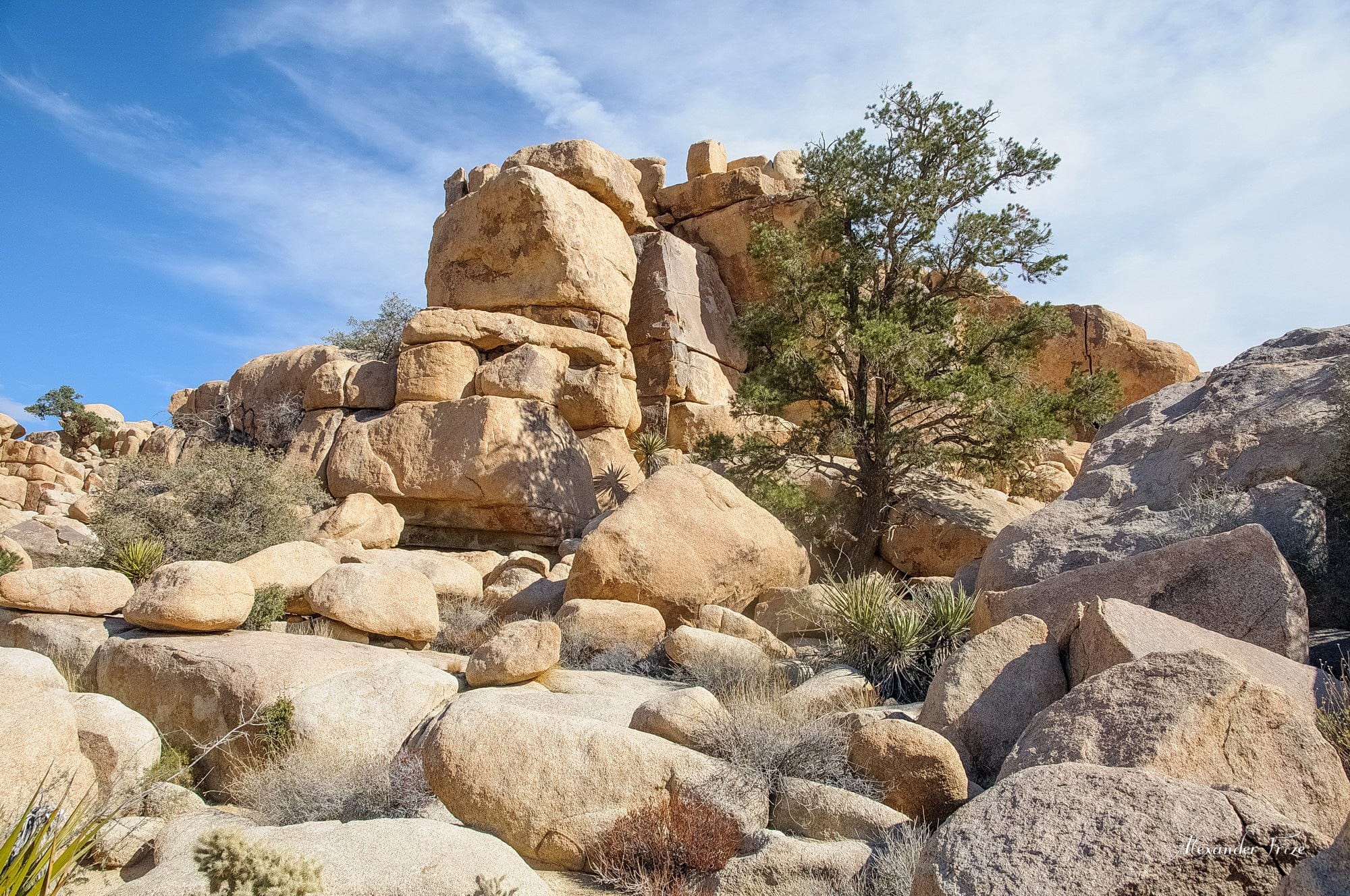 Joshua Tree