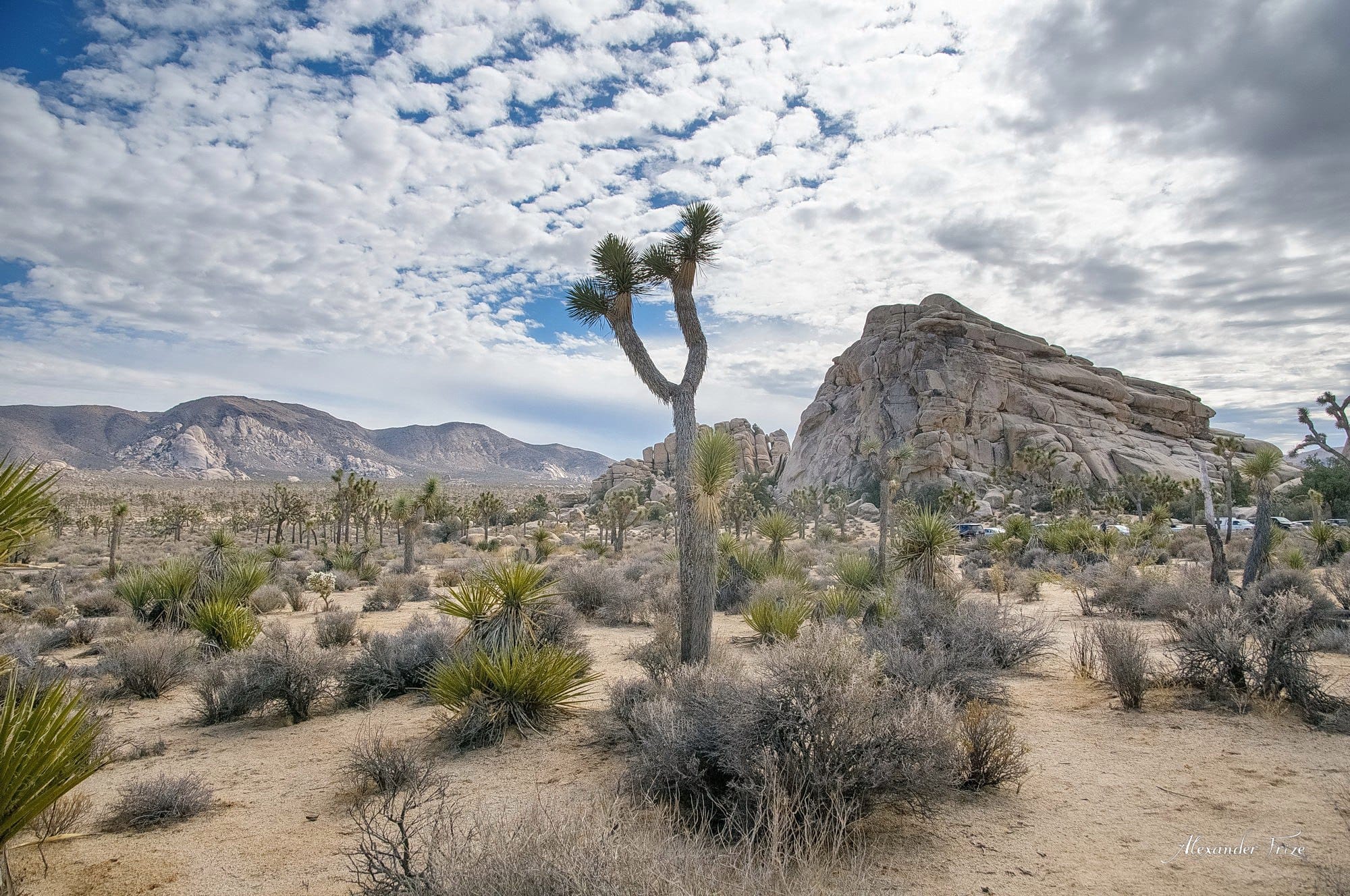 Joshua Tree