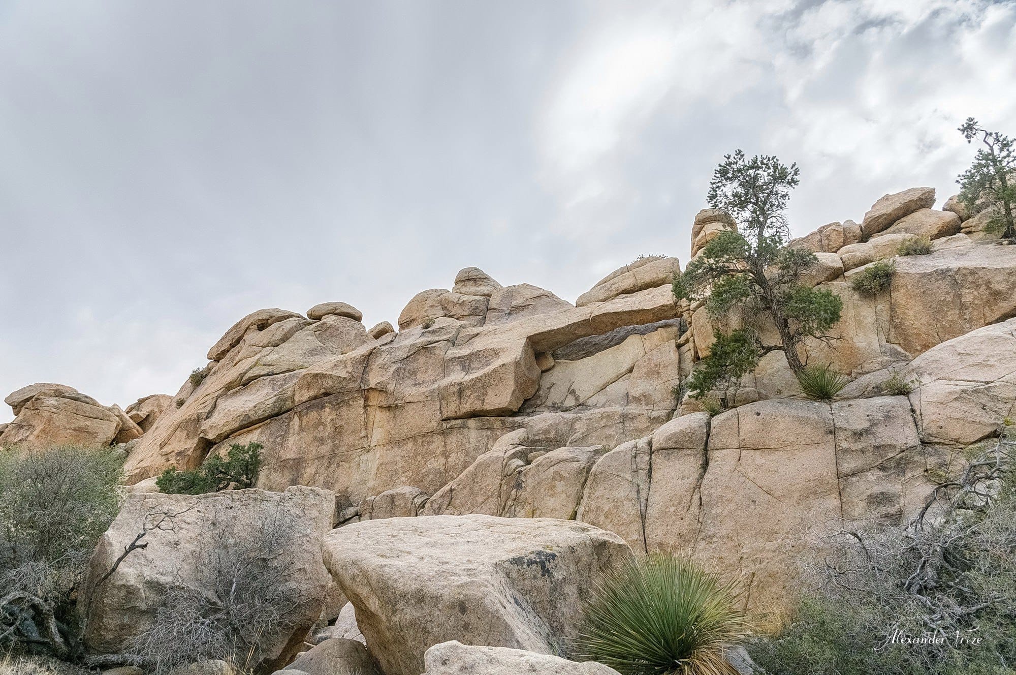 Joshua Tree