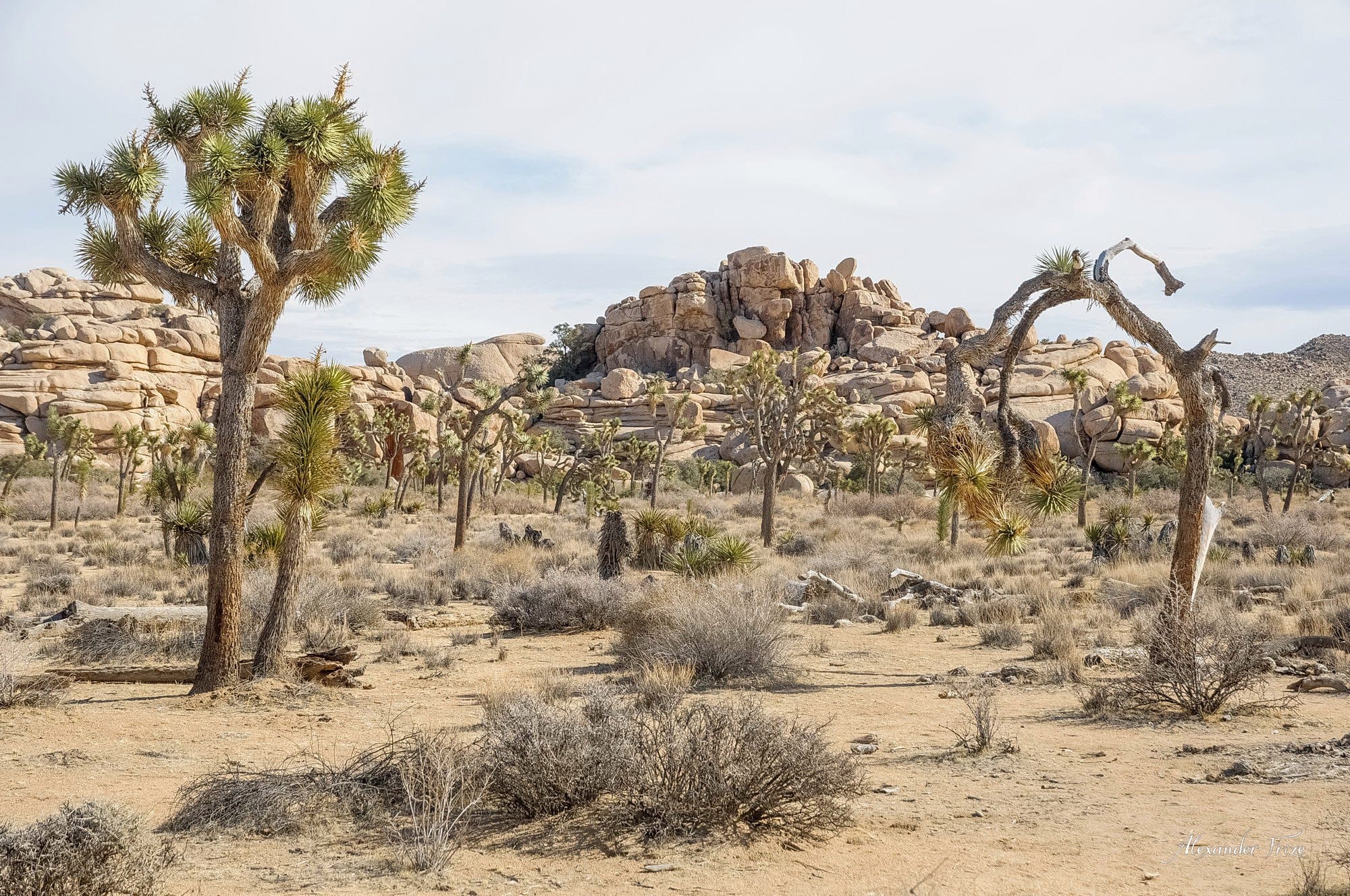 Joshua Tree
