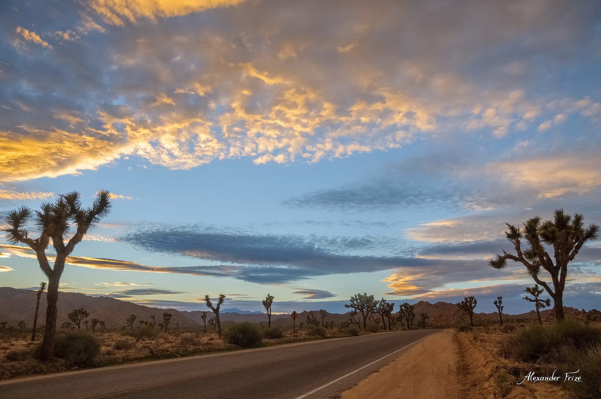 Joshua Tree