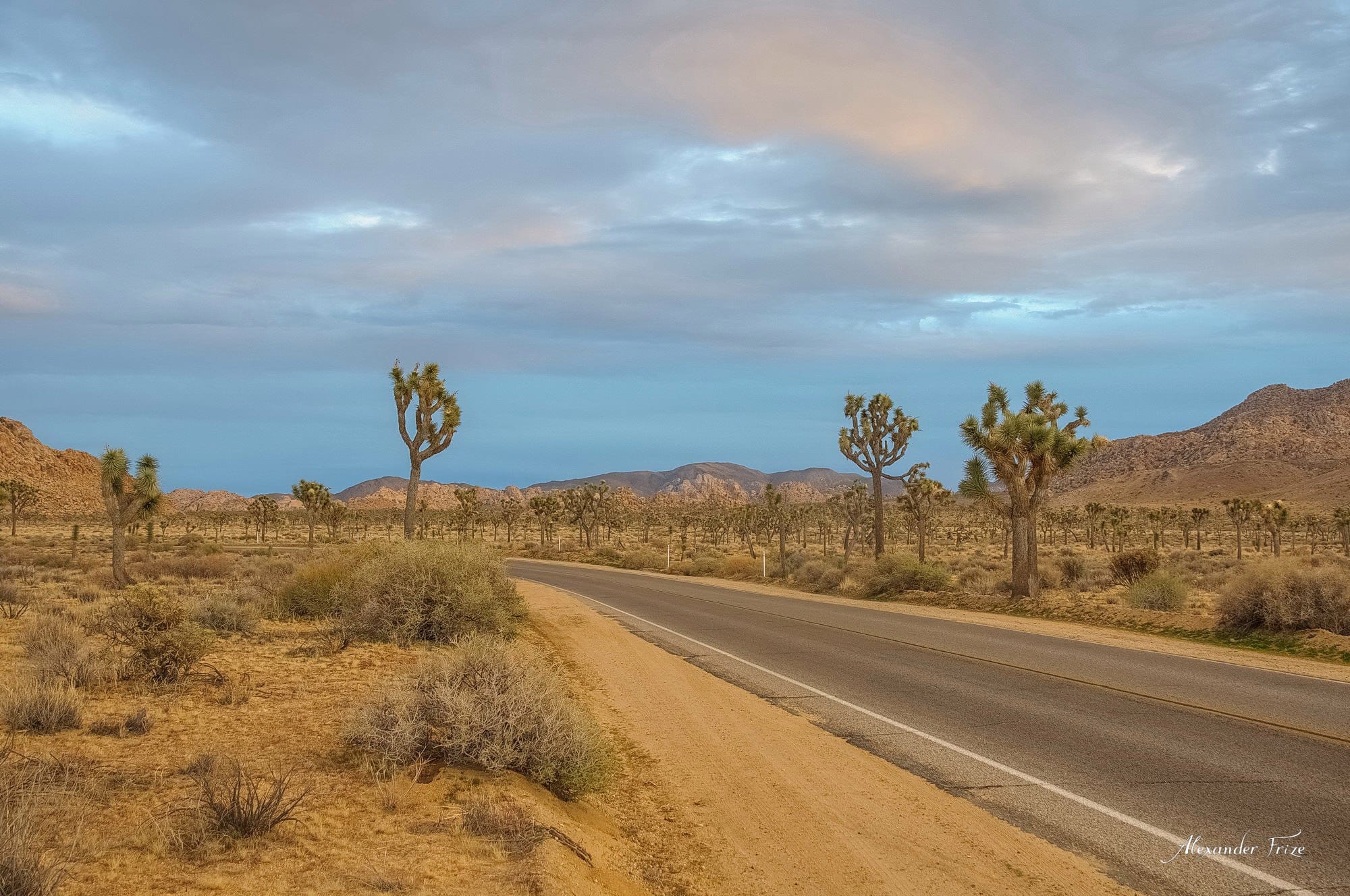 Joshua Tree