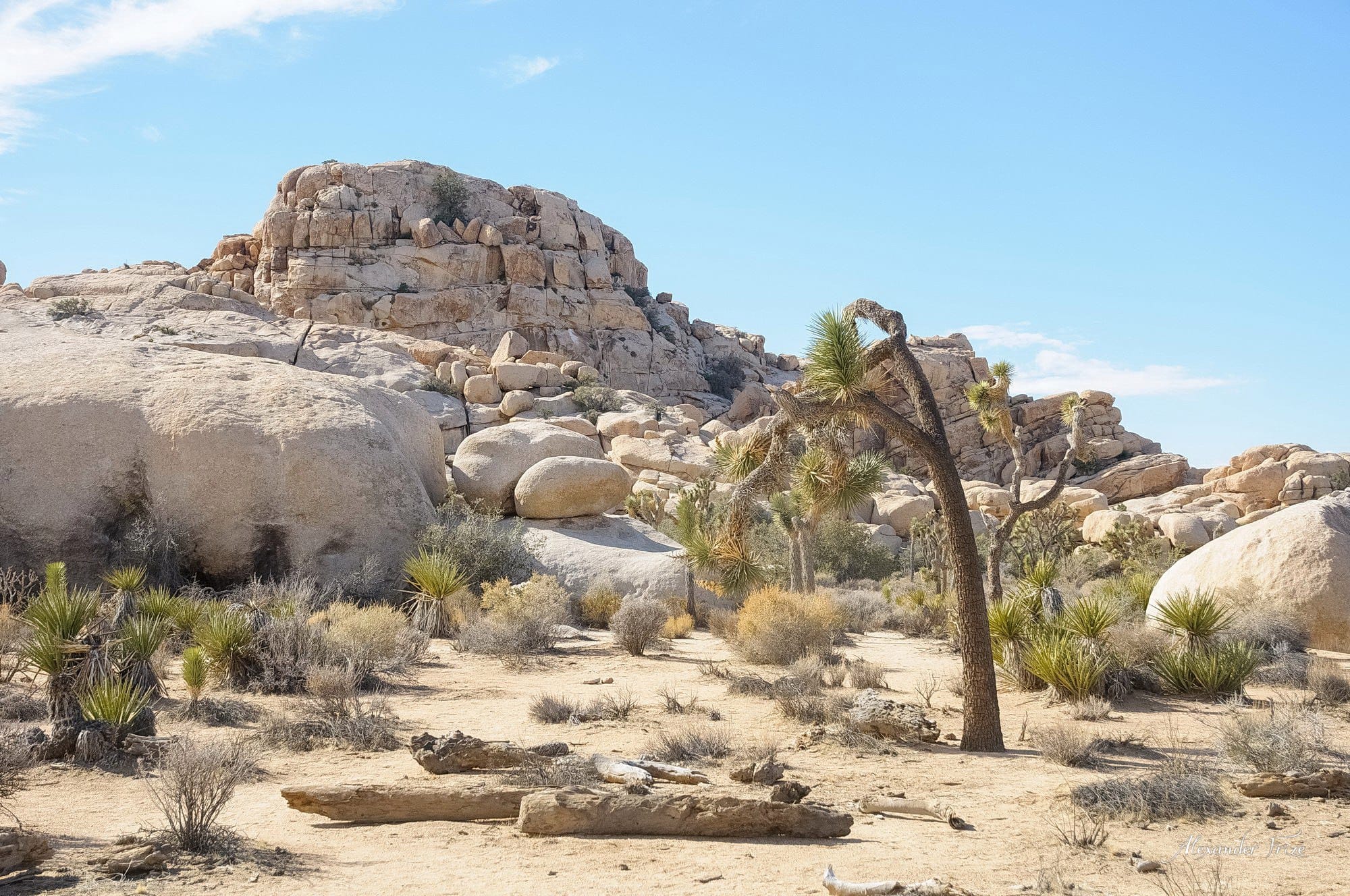 Joshua Tree