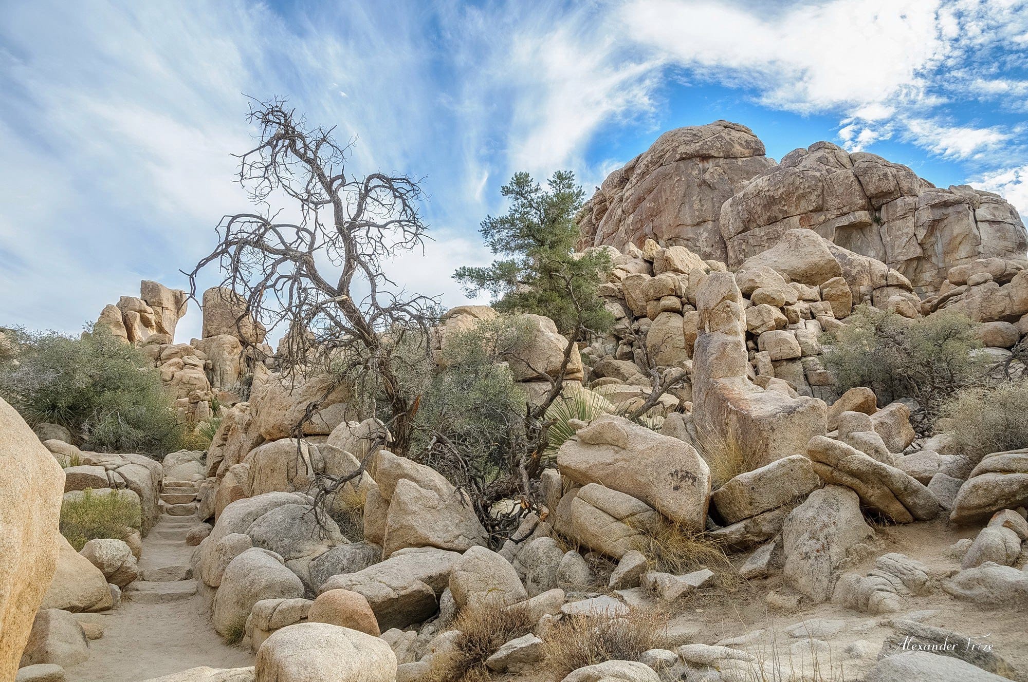 Joshua Tree