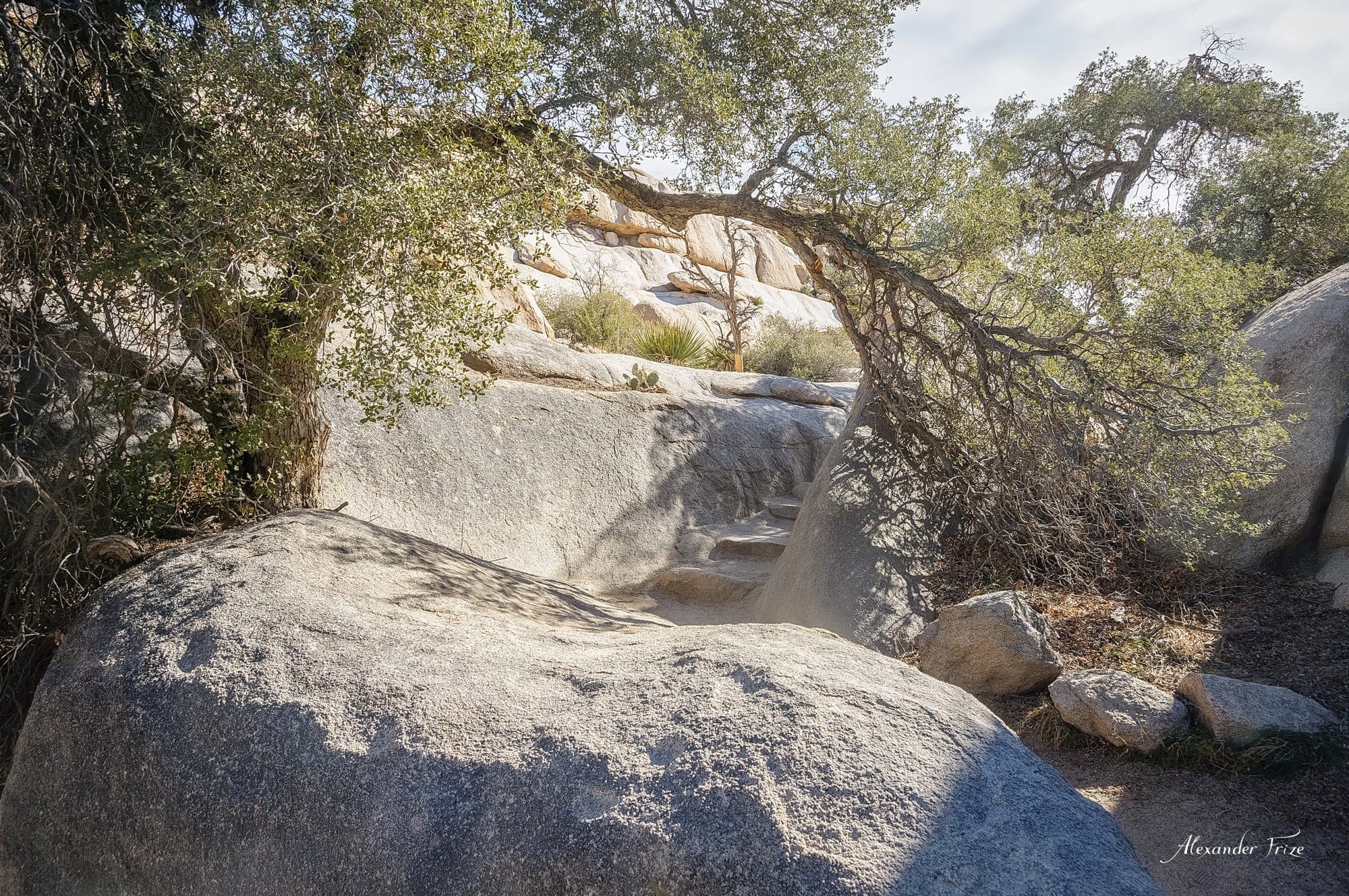 Joshua Tree