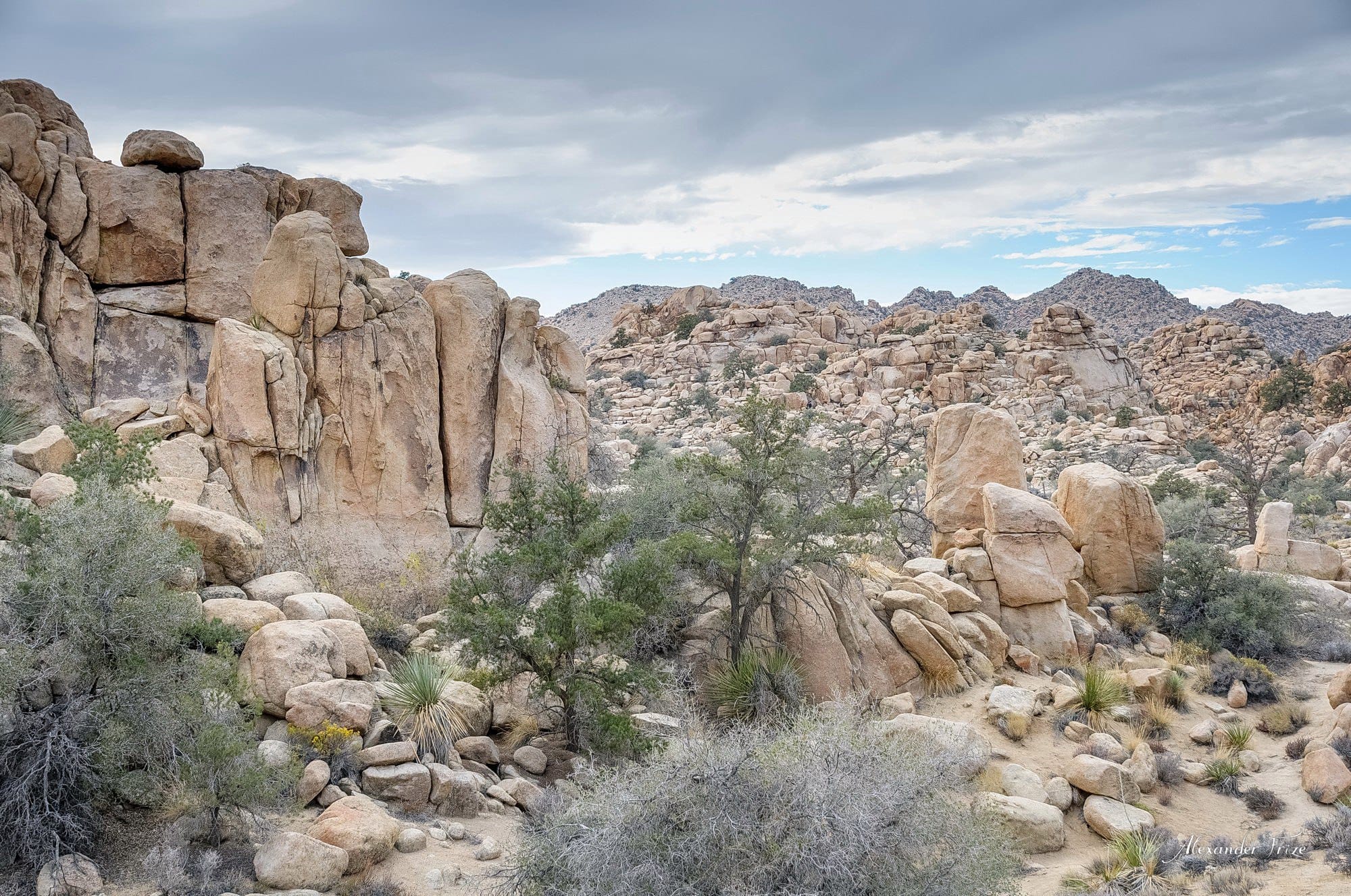 Joshua Tree