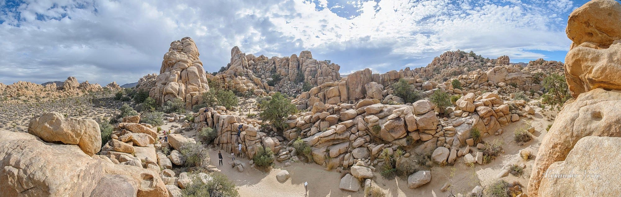 Joshua Tree
