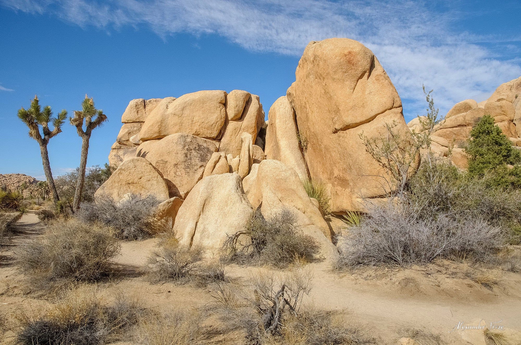 Joshua Tree