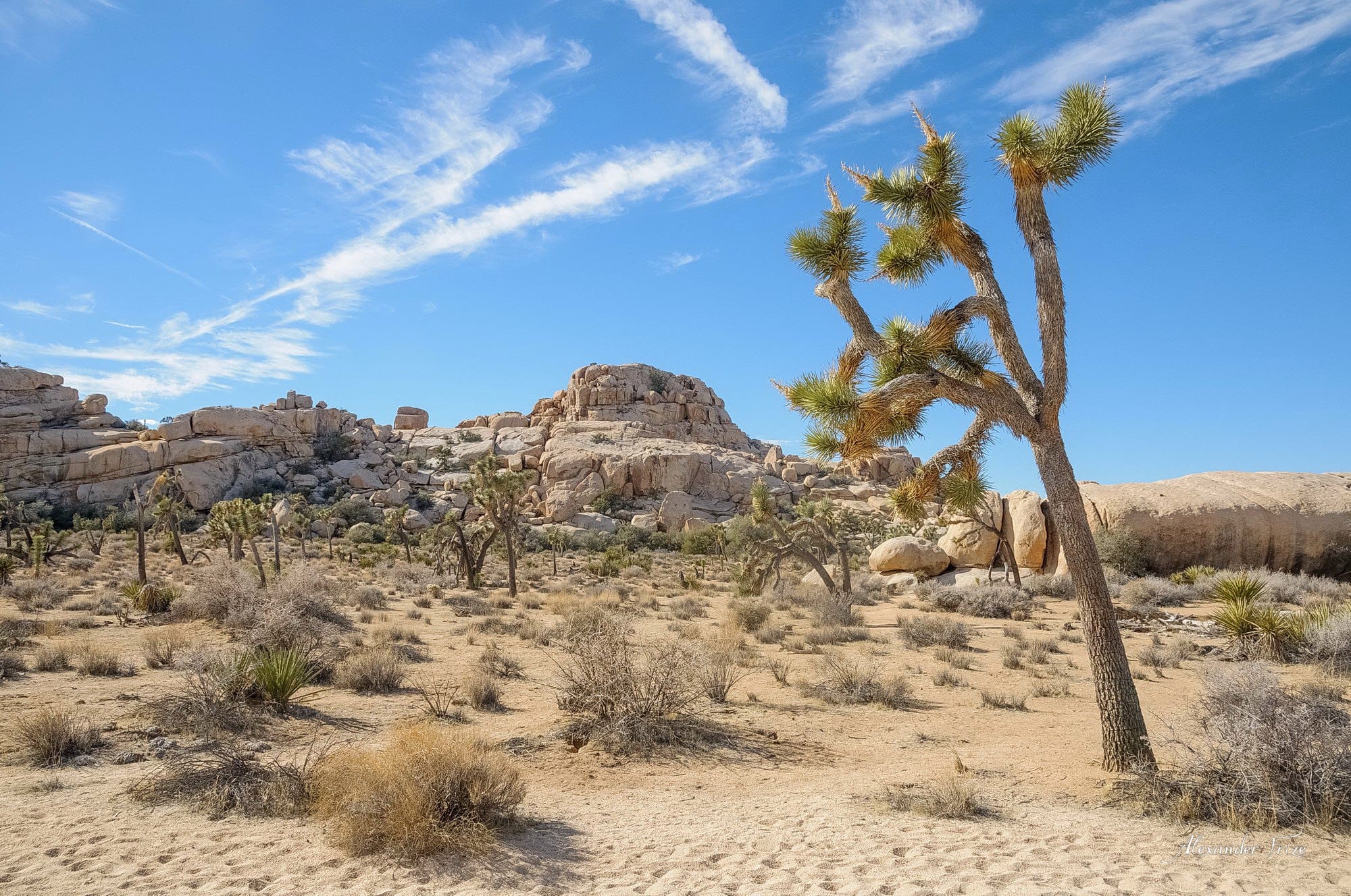 Joshua Tree