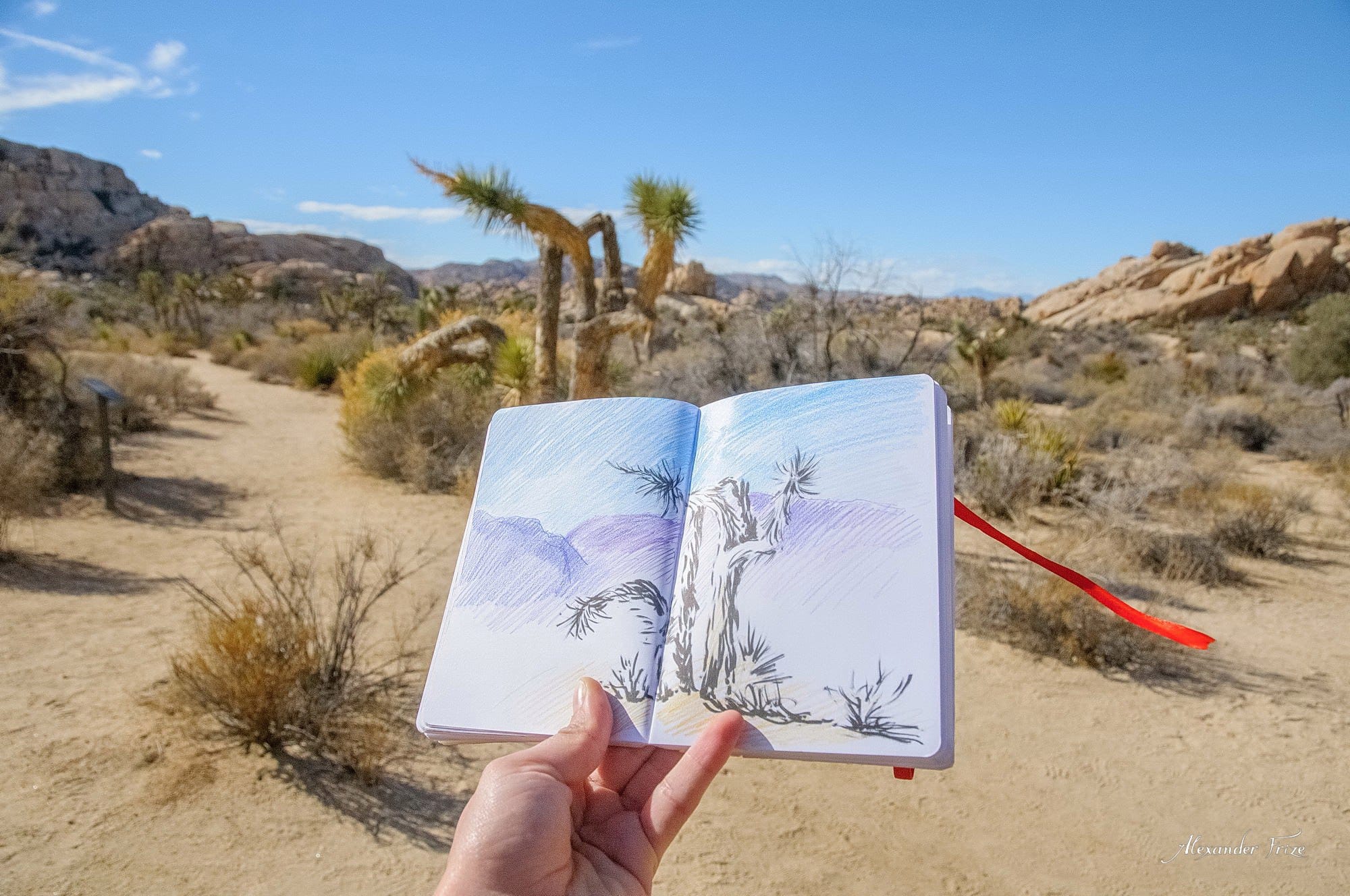 Joshua Tree