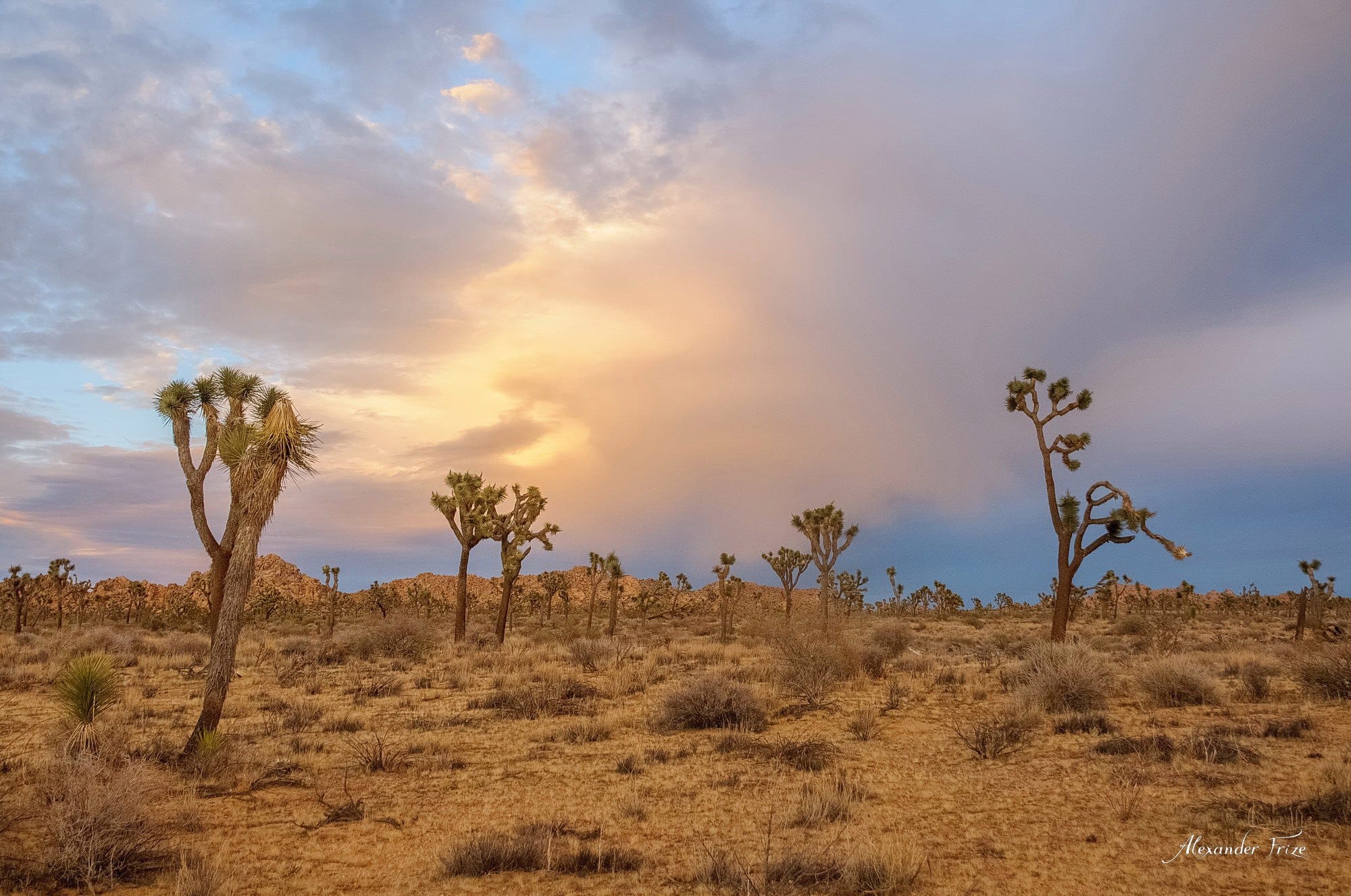 Joshua Tree