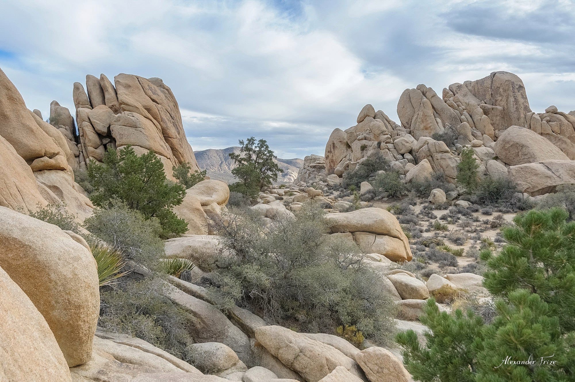 Joshua Tree
